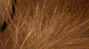 Canon EOS 1200D: vylepšený základ