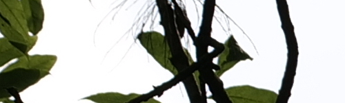 Panasonic Lumix S Pro 70-200mm F4 O.I.S.