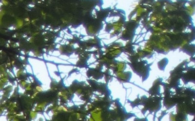 Canon IXUS 220 HS: multifunkční Karkulka