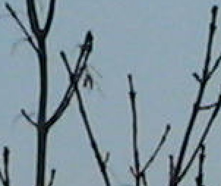 Canon MVX4i umí všechno