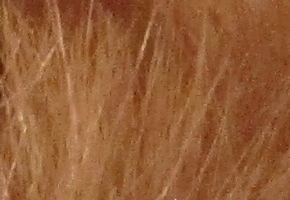 Canon PowerShot SX500 IS: fotící stroj času