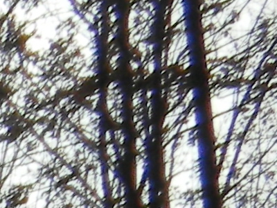 Nikon Coolpix S1100pj: kino v kompaktu