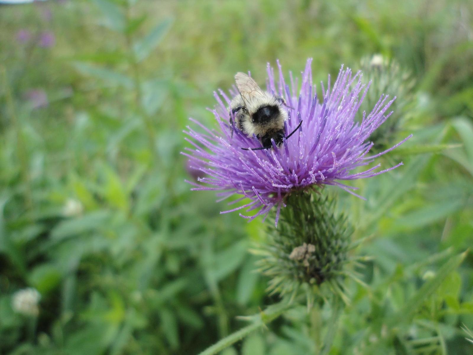 Sony Cyber-shot W350: šikovný prcek