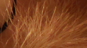 Canon EOS 1200D: vylepšený základ