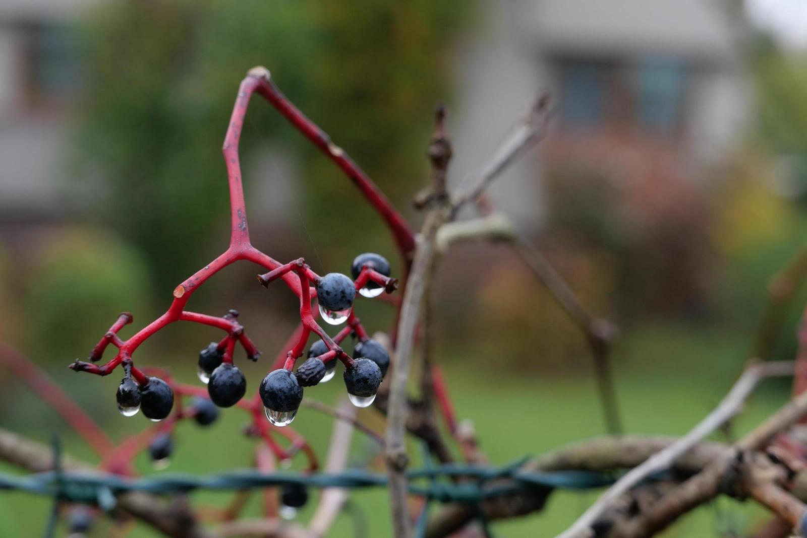 Panasonic Lumix LX100 II: postřehy z praxe