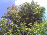 Nokia N80 - jak fotí 3megapixelový fotomobil?