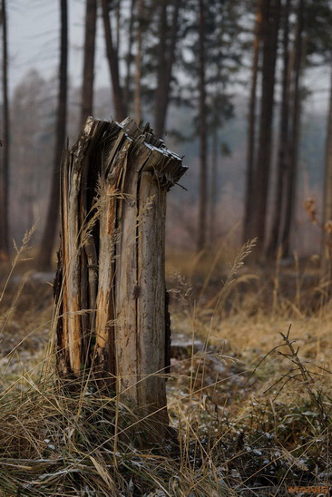 Sony SAL-70400G (70-400mm F4-5,6 SSM G)