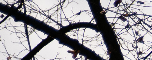 Panasonic Leica DG Vario-Summilux 25-50mm F1.7 ASPH.