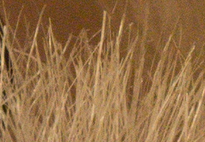 Sony NEX-7: správná (r)evoluce