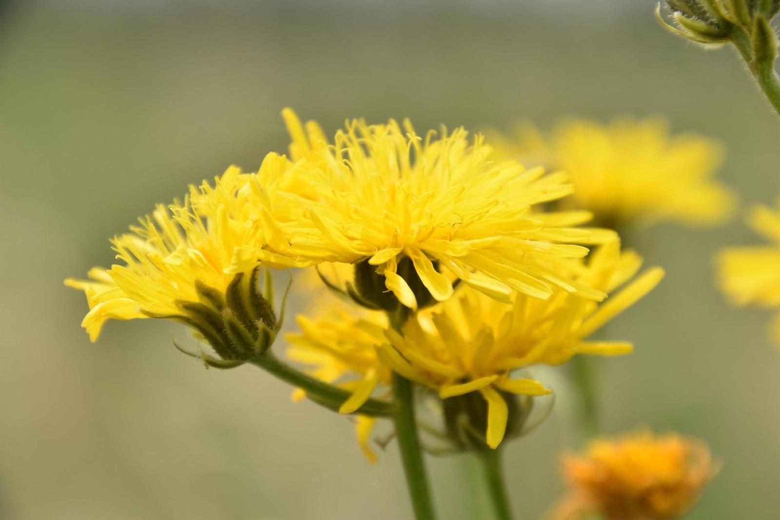 Tamron 16-300mm f/3.5-6.3 Di II VC PZD Macro