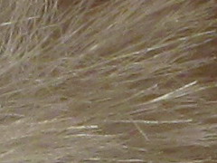 Canon PowerShot SX130 IS: levný všeuměl