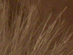 Canon EOS 600D: pokračování rodové linie