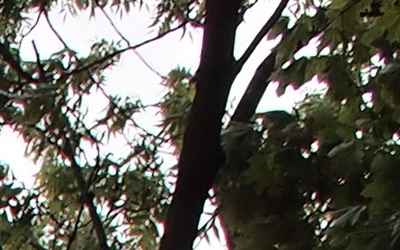 Olympus M.Zuiko Digital 17mm F2,8 Pancake