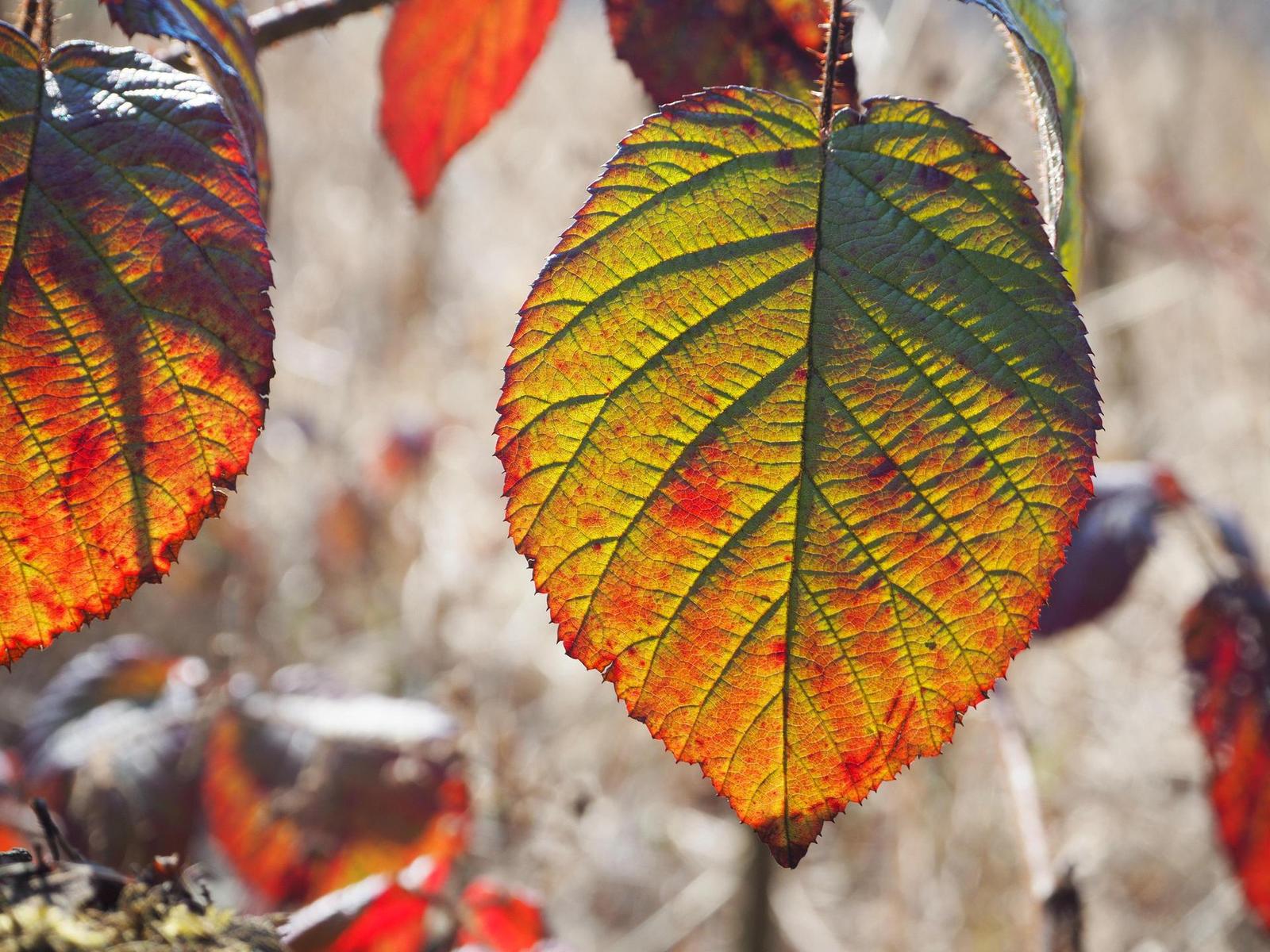 Olympus M.Zuiko Digital ED 14-42mm 1:3.5-5.6 EZ Pancake