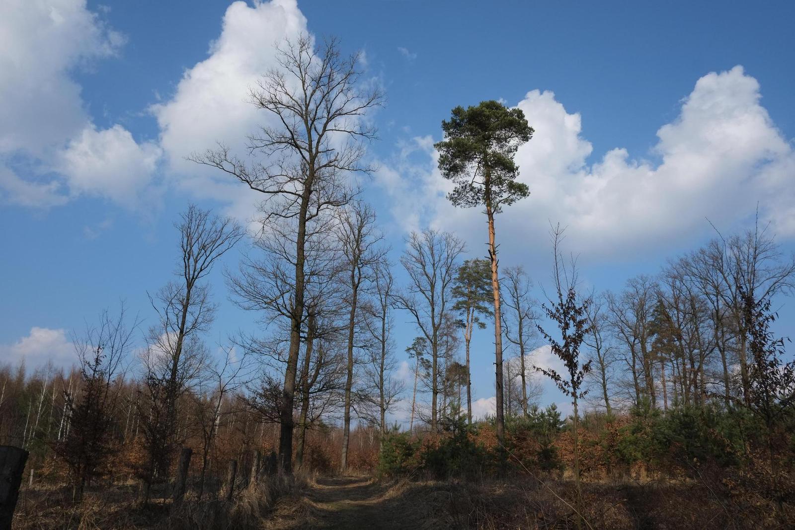 Fujinon XF 18mm f/2R