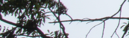 Canon EF-M 15-45mm f/3.5-6.3 IS STM