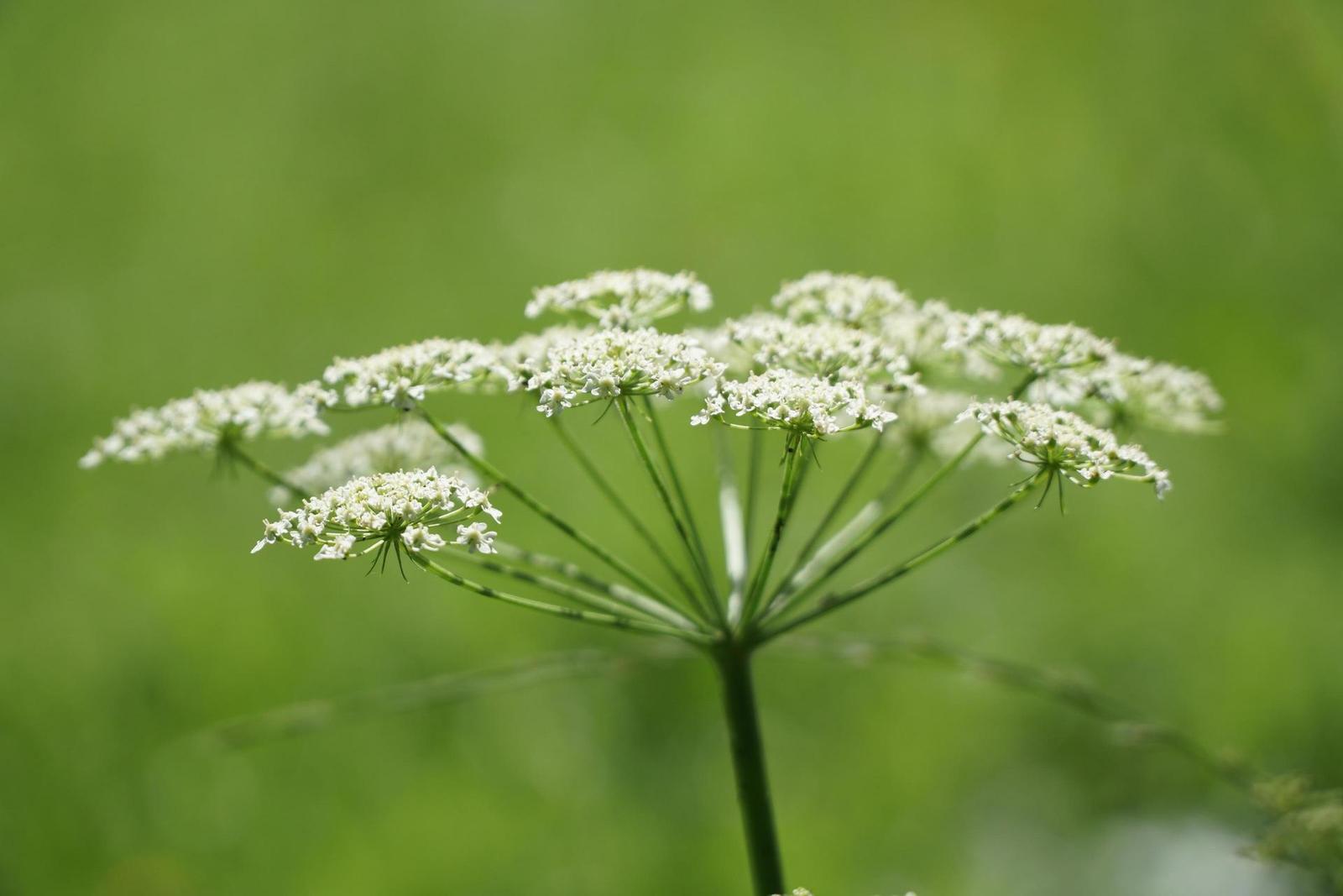 Sony E PZ 18-105mm F4 G OSS (SELP18105G)