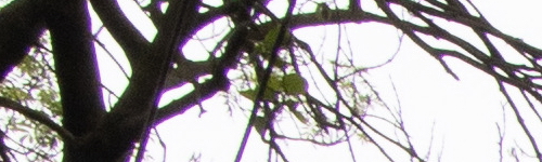 Canon RF 24-105mm f/4 L IS USM