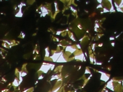 Canon EOS 550D: třídní premiant