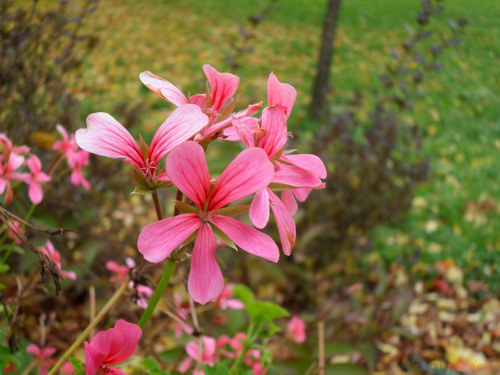 Samsung MV800: pro každý úhel i autoportréty