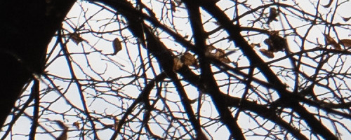 Panasonic Leica DG Vario-Summilux 25-50mm F1.7 ASPH.