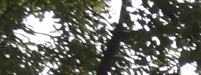 Tamron 16-300mm f/3.5-6.3 Di II VC PZD Macro