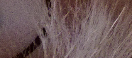 Nokia Lumia 1020 vs. 808 PureView