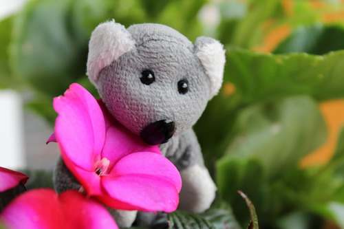 Fotíme s Koalou: Vyvážení bílé