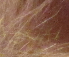 Canon IXUS 200 IS: poprvé dotykově