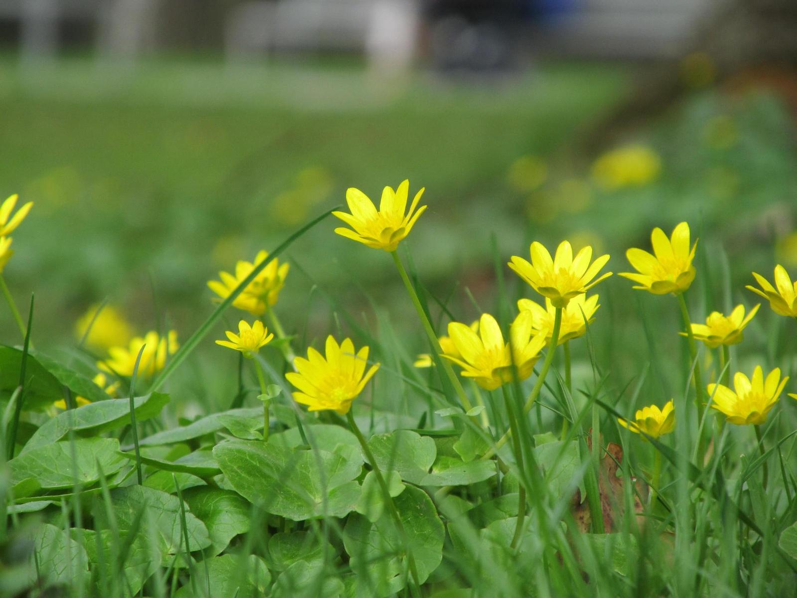 Canon PowerShot SX130 IS: levný všeuměl