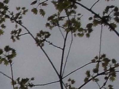 Sony Cyber-shot HX5: pan téměř dokonalý