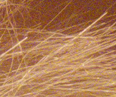 Panasonic Lumix FZ45 a FZ100: na vrcholu