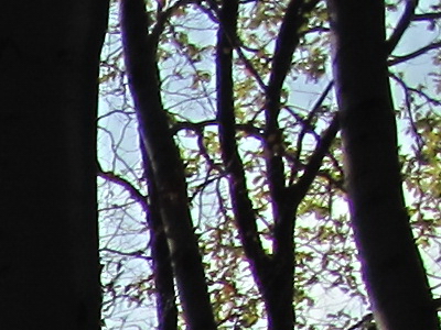 Canon PowerShot G11: géčko, o jakém jsme snili