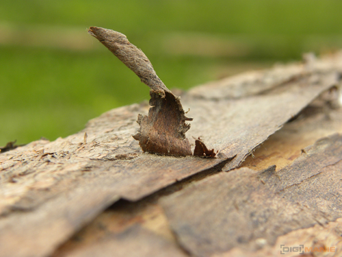 Nikon Coolpix P90: napodruhé mnohem lépe