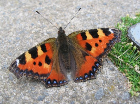 Tipy a Triky nejen pro začátečníky, díl 4. - Fotíme motýla