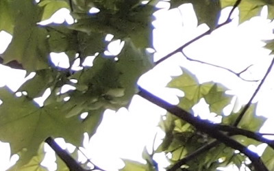 Olympus M.Zuiko Digital 40-150 mm F4-5,6 + nová R verze