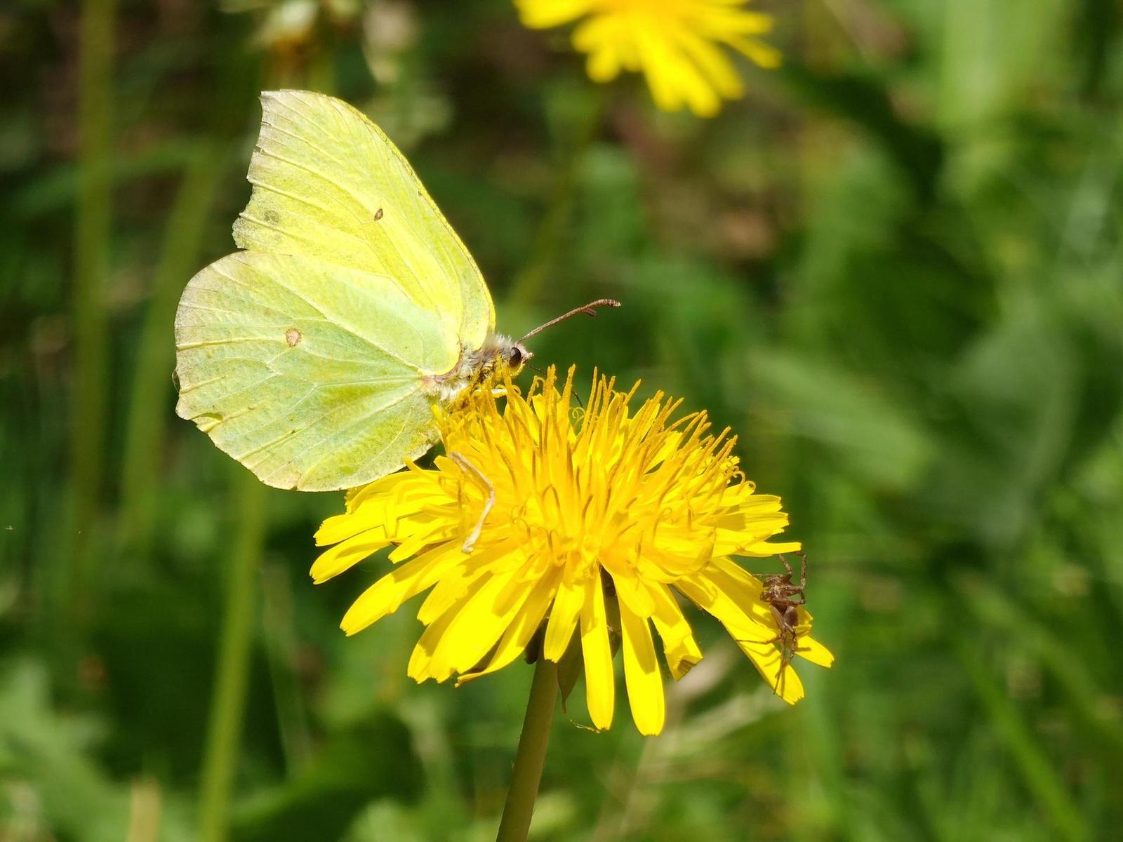 Samsung Galaxy S22 Ultra: pětioký fotografický král?