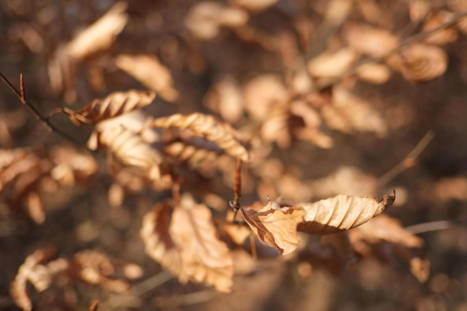 Fujinon XF 18mm f/2R