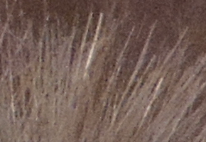 Nikon Coolpix P510: lovec rekordů