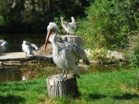 Coolpix L3: levný automat v praxi