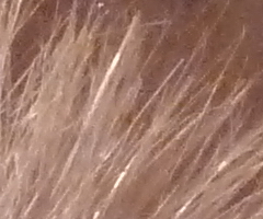 Panasonic Lumix TZ10: kapesní dělo