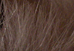 Sony SLT-A77: megapixelový přeborník