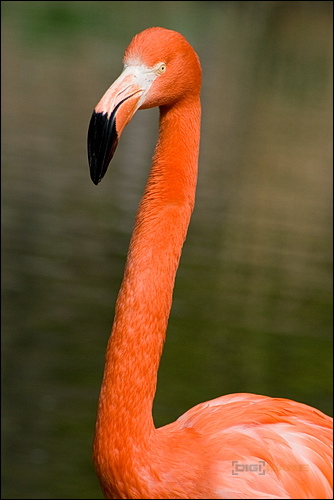 Fotografování v zoo: tipy pro úspěšný lov