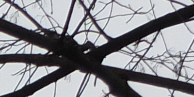 Fujifilm X-S1: jedinečný