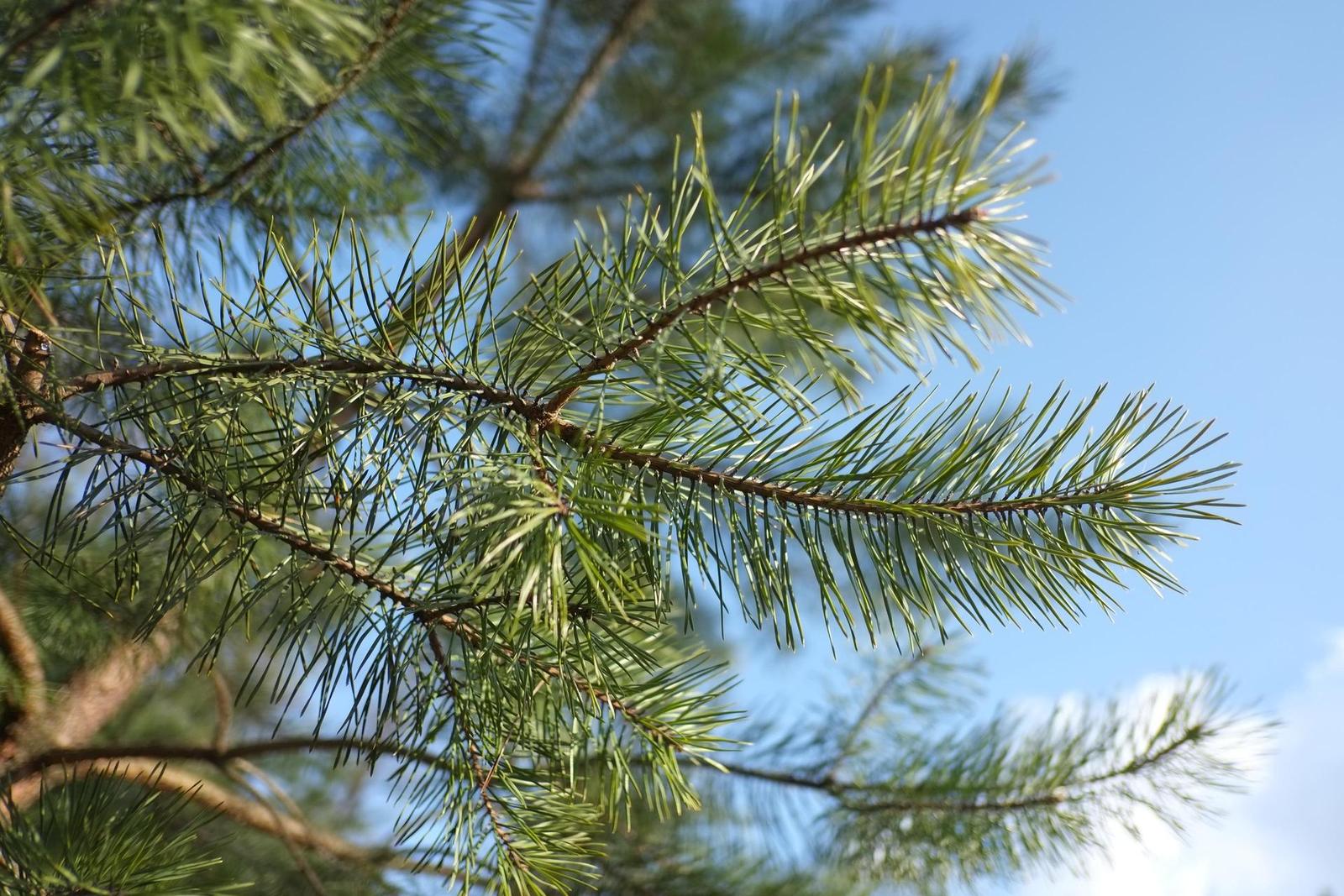 Fujinon XF 18mm f/2R