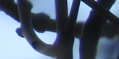 Canon PowerShot SX50 HS: překvapivá kombinace