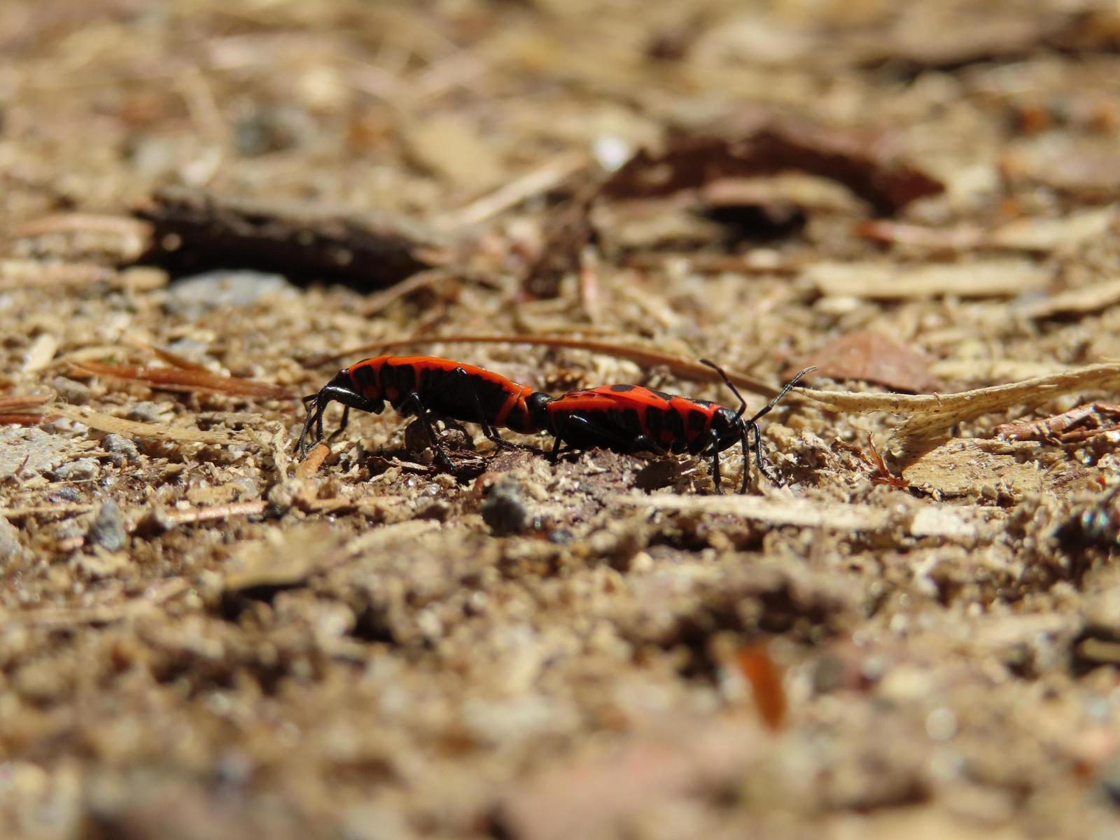 Canon PowerShot SX740 HS: bytelný univerzál