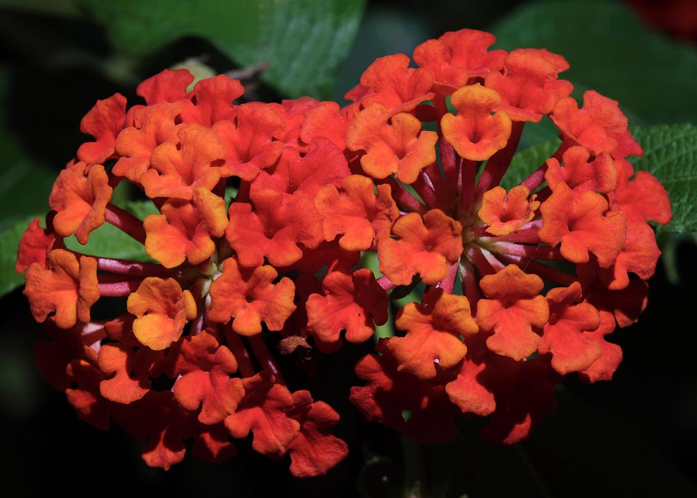 Úpravy fotografií v PC, 8.díl - barvy podruhé