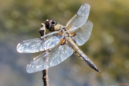 Canon EOS 600D: pokračování rodové linie