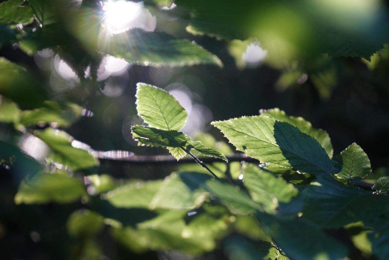 Sony Carl Zeiss Vario-Tessar T* 16-70mm F4 OSS (SEL1670Z)